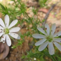 Stellaria pungens at Cotter River, ACT - 26 Nov 2020