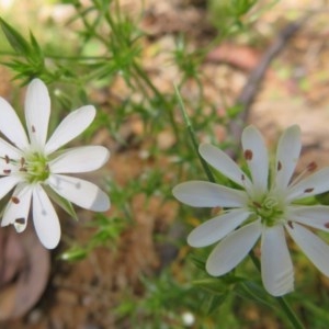 Stellaria pungens at Cotter River, ACT - 26 Nov 2020