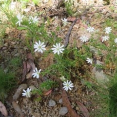 Stellaria pungens at Cotter River, ACT - 26 Nov 2020