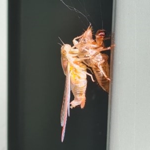 Yoyetta sp. (genus) at Isaacs, ACT - 26 Nov 2020