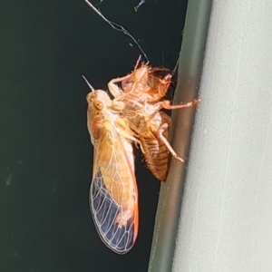 Yoyetta sp. (genus) at Isaacs, ACT - 26 Nov 2020