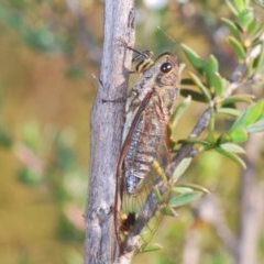 Galanga labeculata (Double-spotted cicada) at Black Mountain - 24 Nov 2020 by Harrisi