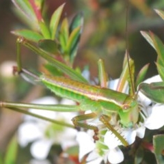 Terpandrus sp. (genus) (Gumleaf Katydid) at Black Mountain - 24 Nov 2020 by Harrisi