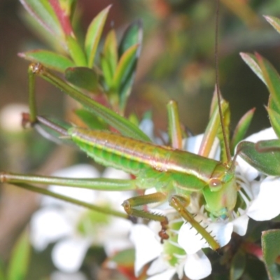 Terpandrus sp. (genus) (Gumleaf Katydid) at Downer, ACT - 25 Nov 2020 by Harrisi