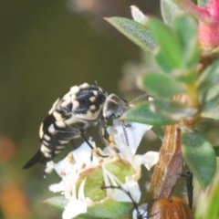 Hoshihananomia leucosticta (Pintail or Tumbling flower beetle) at Black Mountain - 24 Nov 2020 by Harrisi