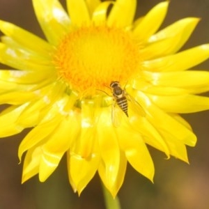 Australiphthiria hilaris at Downer, ACT - 25 Nov 2020