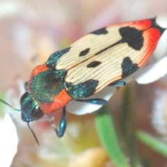 Castiarina mustelamajor (A jewel beetle) at Tinderry, NSW - 26 Nov 2020 by Harrisi