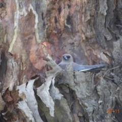 Artamus cyanopterus (Dusky Woodswallow) at Ingebirah, NSW - 27 Nov 2020 by GirtsO