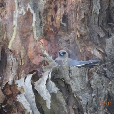 Artamus cyanopterus cyanopterus (Dusky Woodswallow) at Ingebirah, NSW - 26 Nov 2020 by GirtsO