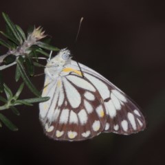 Belenois java (Caper White) at Pollinator-friendly garden Conder - 1 Jan 2019 by michaelb