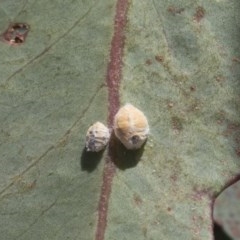 Unidentified Scale insect & mealybug (Hemiptera, Coccoidea) at Holt, ACT - 26 Nov 2020 by AlisonMilton