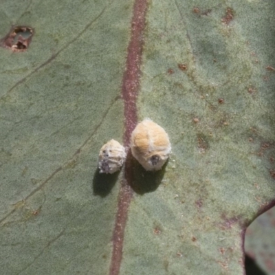 Unidentified Scale insect or Mealybug (Hemiptera, Coccoidea) at Holt, ACT - 26 Nov 2020 by AlisonMilton