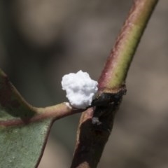 Unidentified Scale insect & mealybug (Hemiptera, Coccoidea) at Holt, ACT - 26 Nov 2020 by AlisonMilton