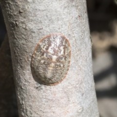 Coccoidea (superfamily) (Mealy bug or scale insect) at Holt, ACT - 26 Nov 2020 by AlisonMilton