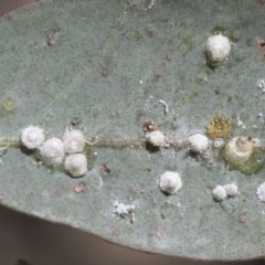 Glycaspis sp. (genus) (Unidentified sugary lerp) at Holt, ACT - 26 Nov 2020 by AlisonMilton