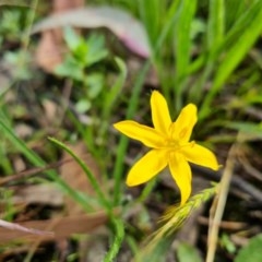 Hypoxis hygrometrica var. villosisepala (Golden Weather-grass) at Isaacs Ridge and Nearby - 27 Nov 2020 by Mike
