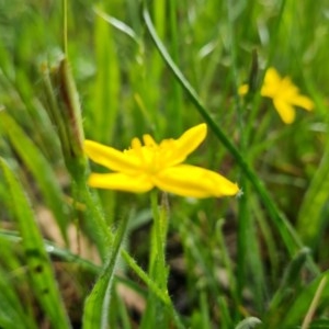 Hypoxis hygrometrica var. villosisepala at Symonston, ACT - 27 Nov 2020