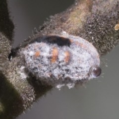 Monophlebulus sp. (genus) (Giant Snowball Mealybug) at Aranda Bushland - 26 Nov 2020 by AlisonMilton