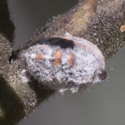 Monophlebulus sp. (genus) (Giant Snowball Mealybug) at Holt, ACT - 26 Nov 2020 by AlisonMilton