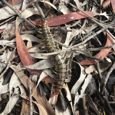 Cormocephalus aurantiipes (Orange-legged Centipede) at Acton, ACT - 23 Nov 2020 by lydialuc
