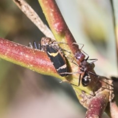 Eurymeloides punctata (Gumtree hopper) at Aranda Bushland - 26 Nov 2020 by AlisonMilton