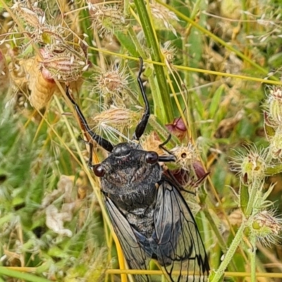 Psaltoda moerens (Redeye cicada) at Symonston, ACT - 27 Nov 2020 by Mike