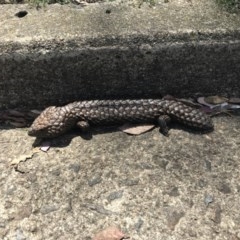 Tiliqua rugosa (Shingleback Lizard) at Ainslie, ACT - 25 Nov 2020 by lydialuc