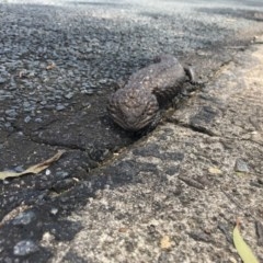 Tiliqua rugosa at Ainslie, ACT - 25 Nov 2020