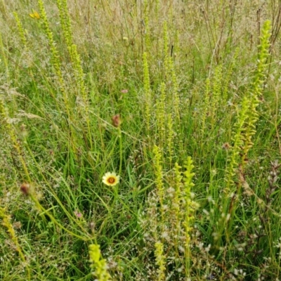 Microtis sp. (Onion Orchid) at Isaacs Ridge Offset Area - 27 Nov 2020 by Mike