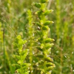 Microtis sp. at Isaacs Ridge - 27 Nov 2020