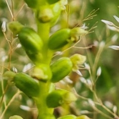 Microtis sp. at Isaacs Ridge - 27 Nov 2020