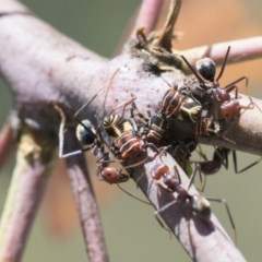 Eurymeloides pulchra (Gumtree hopper) at Aranda Bushland - 26 Nov 2020 by AlisonMilton