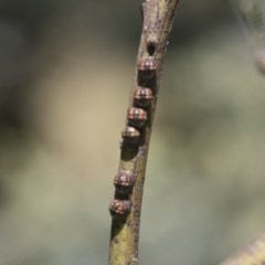 Coccidae sp. (family) (Unidentified coccid scale insect) at Cook, ACT - 27 Nov 2020 by AlisonMilton