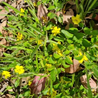 Goodenia hederacea (Ivy Goodenia) at Symonston, ACT - 27 Nov 2020 by Mike