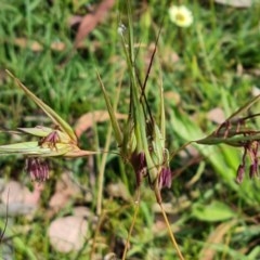 Themeda triandra (Kangaroo Grass) at Isaacs Ridge and Nearby - 27 Nov 2020 by Mike