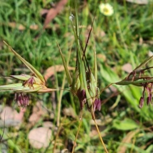 Themeda triandra at Symonston, ACT - 27 Nov 2020 10:25 PM