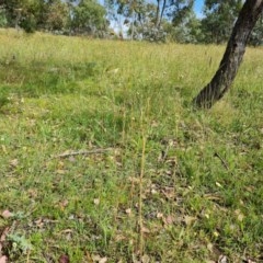 Themeda triandra at Symonston, ACT - 27 Nov 2020 10:25 PM