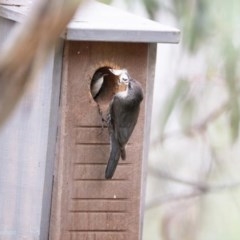 Cormobates leucophaea (White-throated Treecreeper) at Wamboin, NSW - 23 Nov 2020 by alicemcglashan