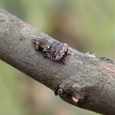 Eurymelinae (subfamily) (Unidentified eurymeline leafhopper) at Symonston, ACT - 25 Nov 2020 by CathB