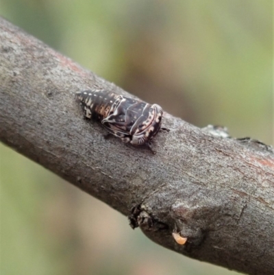 Eurymelinae (subfamily) (Unidentified eurymeline leafhopper) at Mount Mugga Mugga - 24 Nov 2020 by CathB