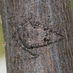 Dolophones sp. (genus) (Wrap-around spider) at Cook, ACT - 26 Nov 2020 by AlisonMilton