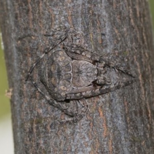 Dolophones sp. (genus) at Cook, ACT - 27 Nov 2020