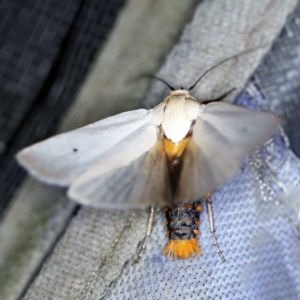 Maroga melanostigma at O'Connor, ACT - 26 Nov 2020