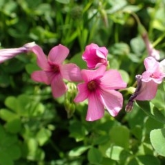 Oxalis articulata (Shamrock) at Black Mountain - 27 Nov 2020 by RWPurdie