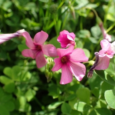 Oxalis articulata (Shamrock) at Black Mountain - 27 Nov 2020 by RWPurdie