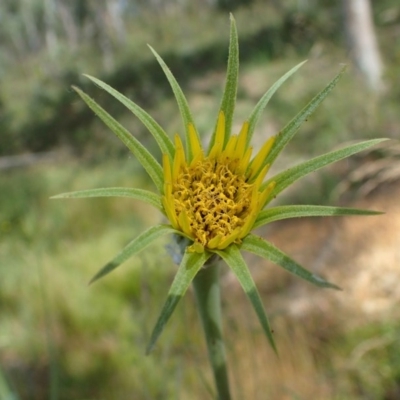 Tragopogon dubius (Goatsbeard) at O'Connor, ACT - 27 Nov 2020 by RWPurdie