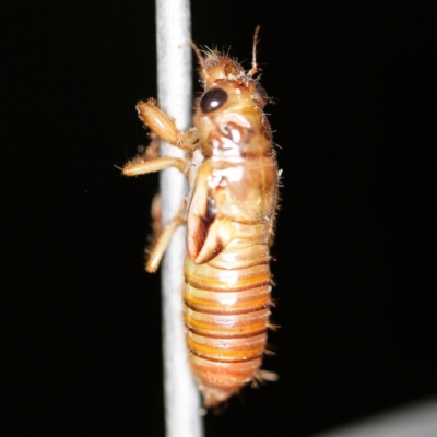 Yoyetta sp. (genus) (Firetail or Ambertail Cicada) at O'Connor, ACT - 26 Nov 2020 by ibaird