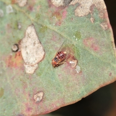 Cardiaspina albitextura (White Lace Lerp) at Symonston, ACT - 24 Nov 2020 by CathB