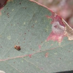 Cardiaspina albitextura at Symonston, ACT - 24 Nov 2020 01:17 PM