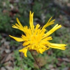 Podolepis decipiens (A Copper-wire Daisy) at Black Mountain - 23 Nov 2020 by RWPurdie